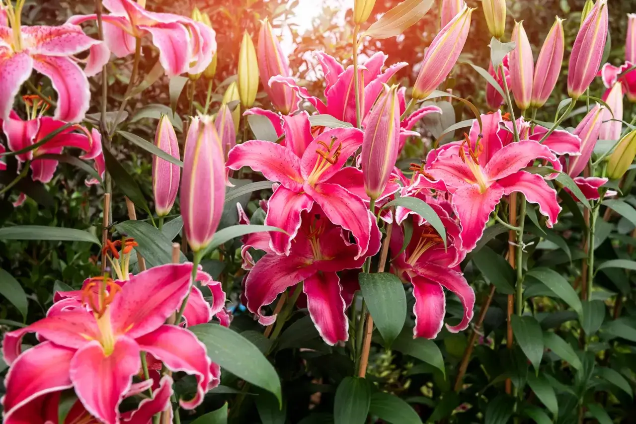 Wszystkie lilie zimujące w gruncie: poznaj 8 najwytrzymalszych odmian