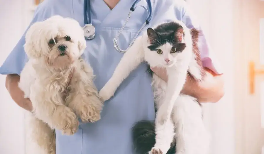 Gdzie pracuje weterynarz? Odkryj różne miejsca zatrudnienia