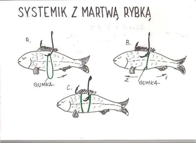 Jaki grunt na żywca? Odkryj najlepsze ustawienia na szczupaka