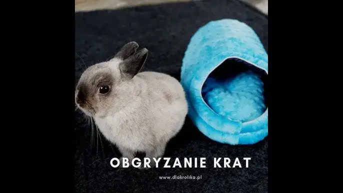 Królik gryzie klatkę? To wołanie o pomoc! Jak mu pomóc?