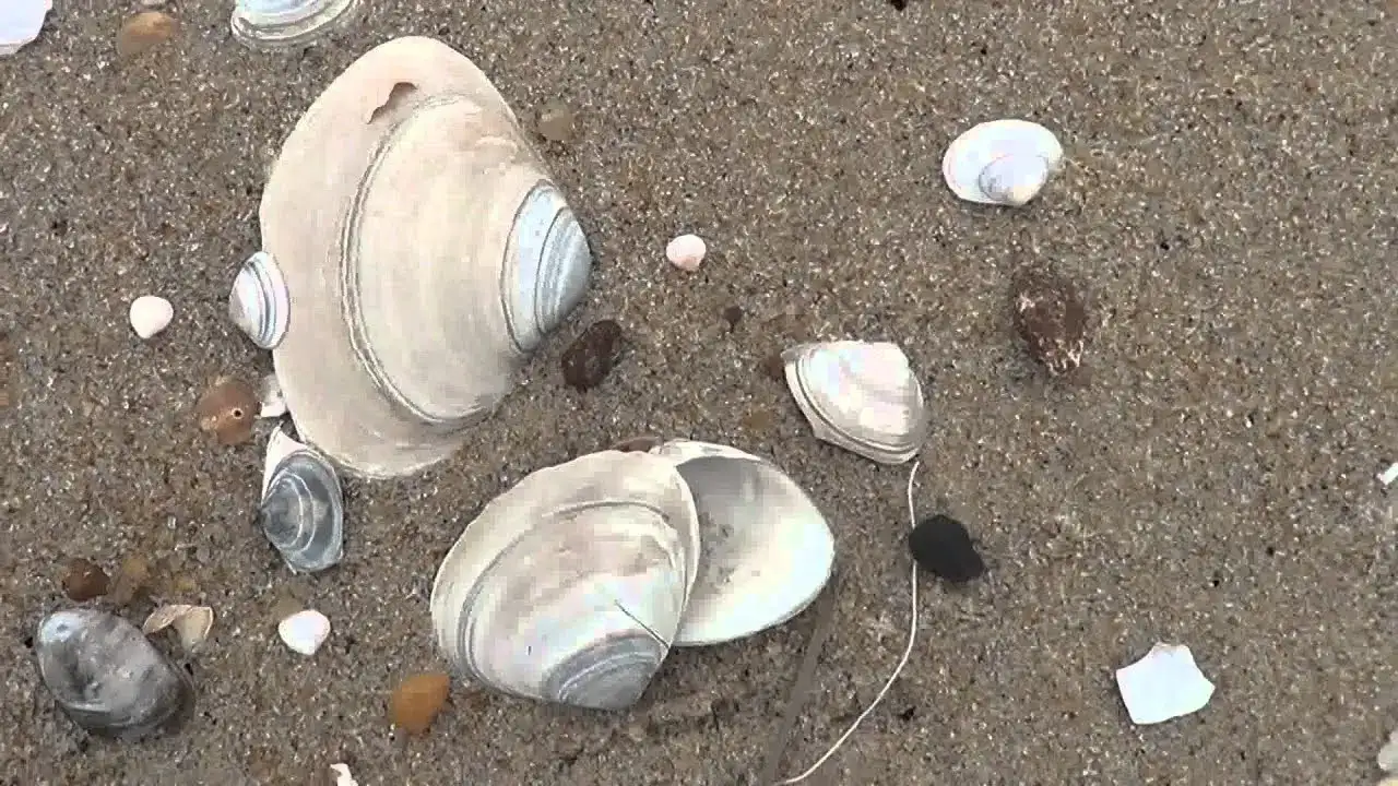 Gdzie zbierać muszle nad Bałtykiem? Odkryj najlepsze plaże i porady