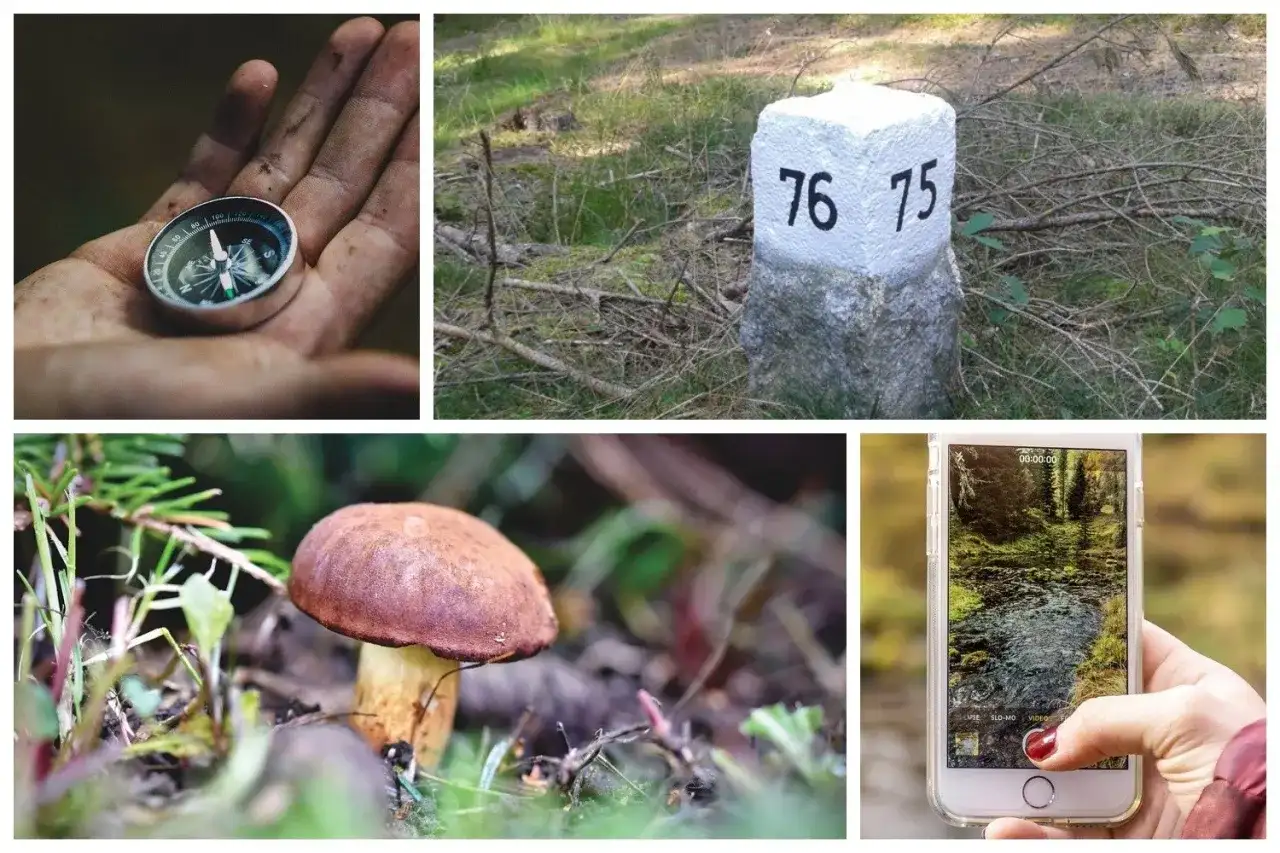 Grzybobranie: Jak nie zgubić się w lesie i wrócić do domu?