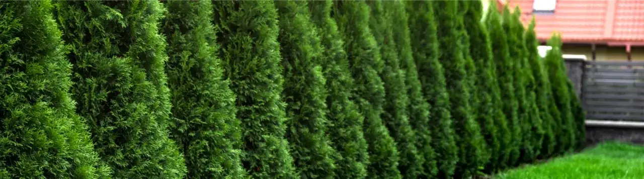 Jak pielęgnować tuje, aby uniknąć najczęstszych błędów w ogrodzie