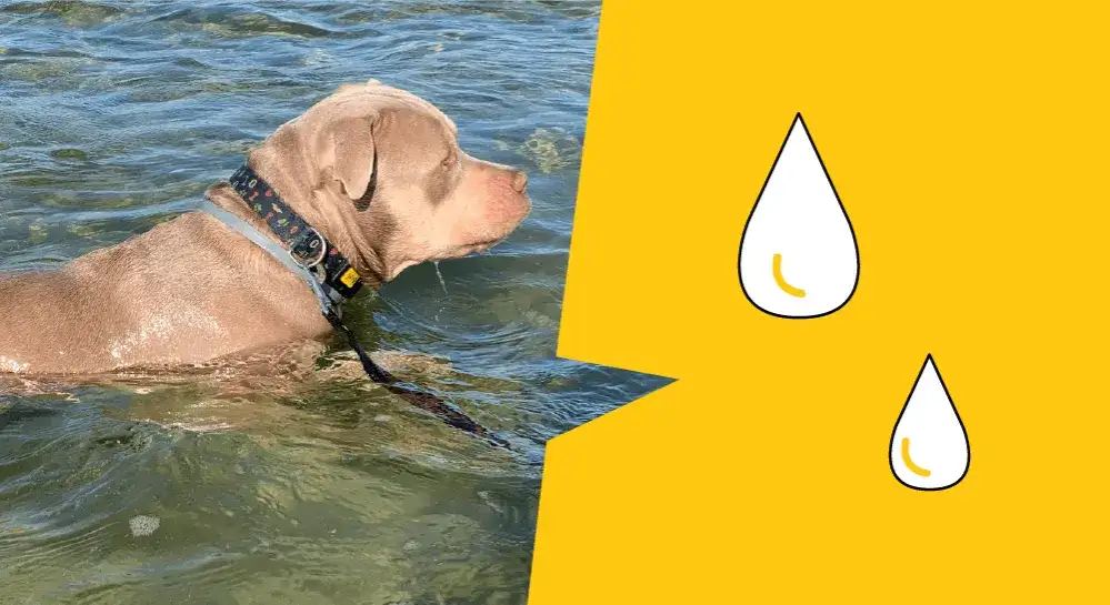Jak pływać pieskiem: Proste kroki, aby uniknąć błędów i nauczyć się efektywnie