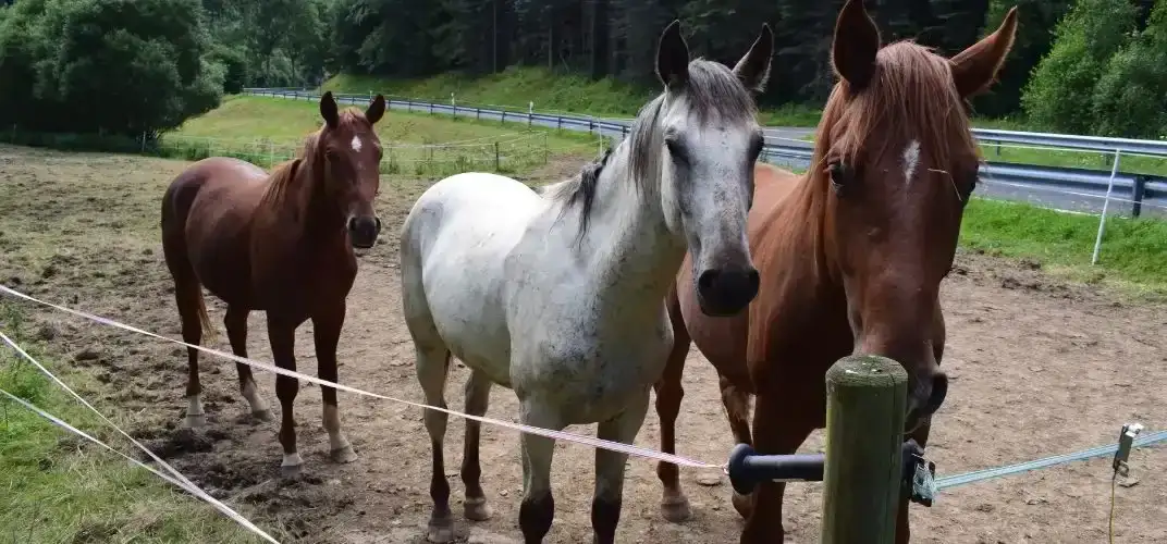 Jaki pastuch dla koni wybrać, aby zapewnić bezpieczeństwo i komfort?