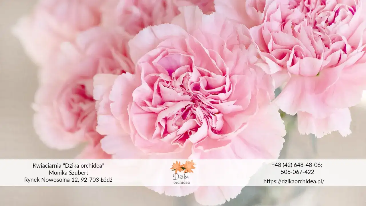 Jak przezimować goździki w doniczce? Mój sekret na piękne kwiaty