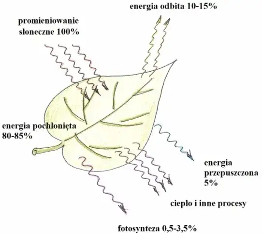  Fotosynteza - co to i jakie są jej produkty? Krótkie wyjaśnienie