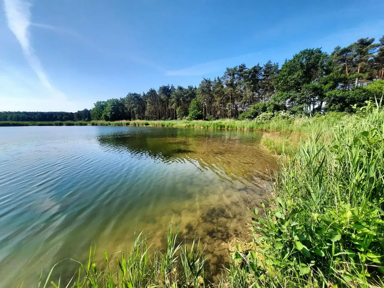 Spokojne jezioro z czystą wodą, piaszczystym dnem i zielonymi brzegami porośniętymi trzciną i drzewami.
