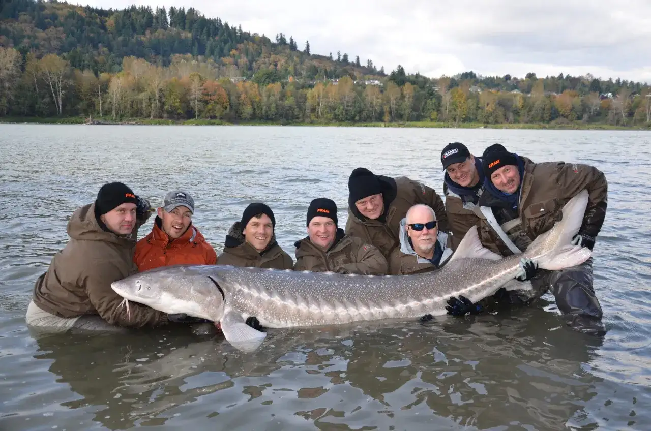 Skuteczne przynęty na jesiotra: unikaj błędów i łów więcej ryb