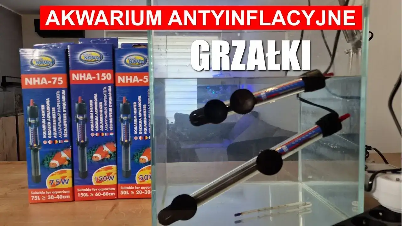 Jak ustawić grzałkę w akwarium: praktyczny kompletny poradnik instalacji