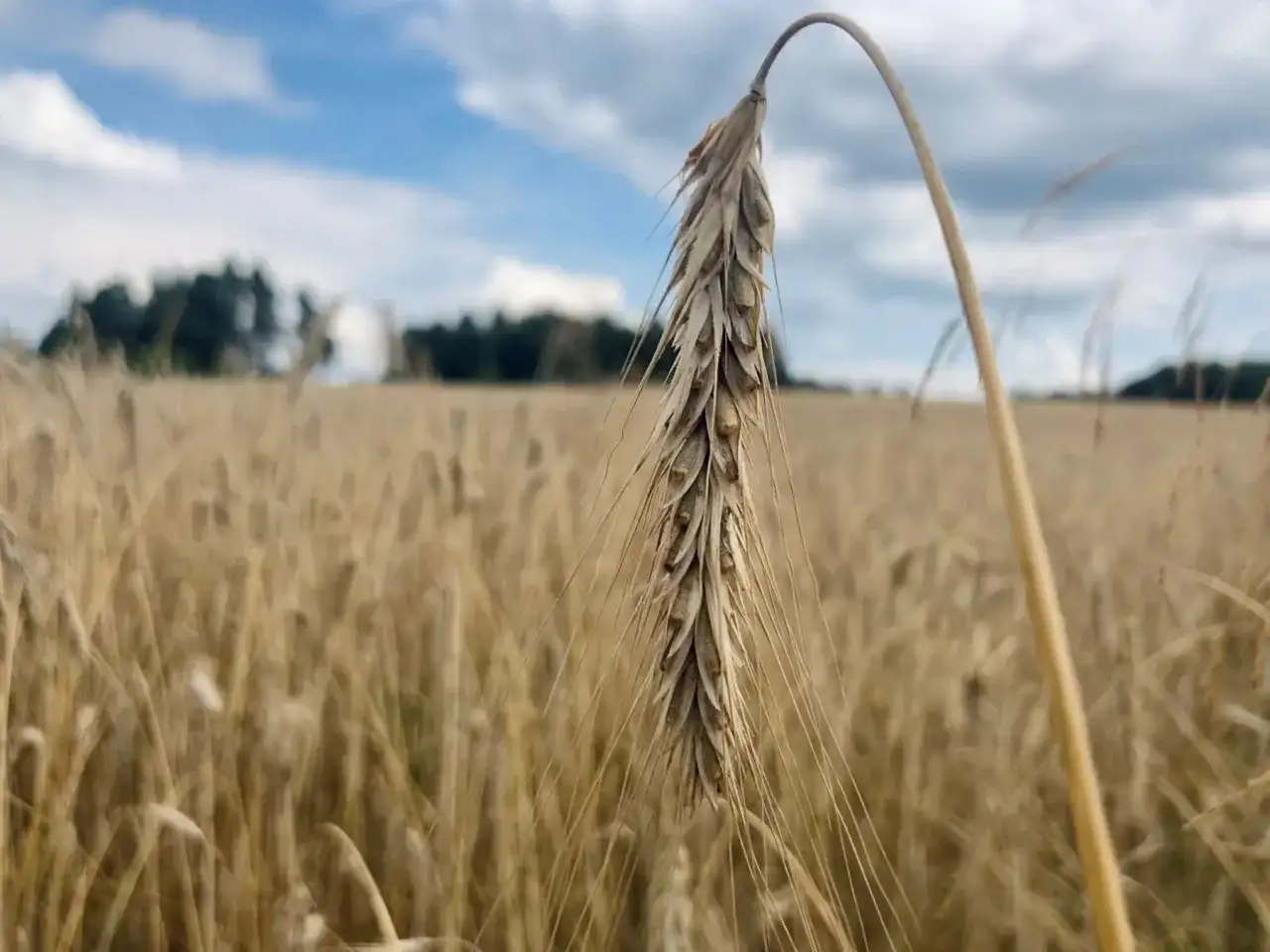Jaki nawóz pod żyto ozime, aby uniknąć problemów z plonami?