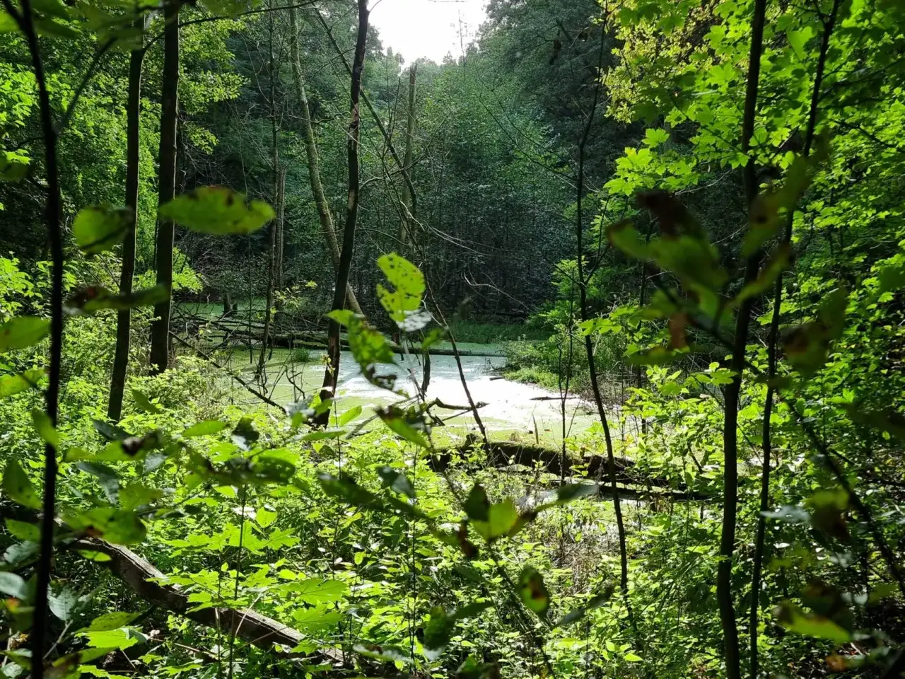 Rezerwat Żurawiniec: Poznaj unikalne torfowisko w sercu Poznania!