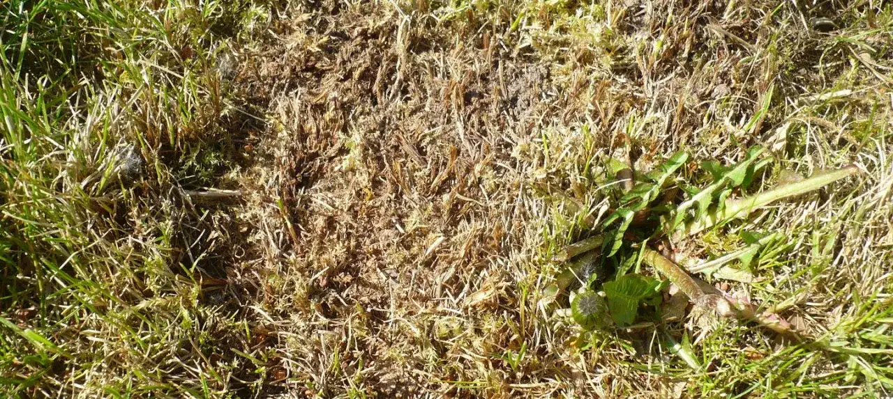 Pędraki w trawniku: Objawy, test i pewna diagnoza. Uratuj trawę!