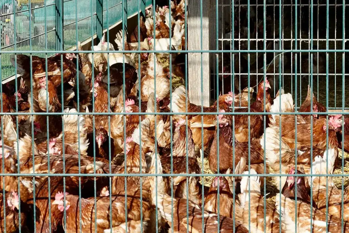 Jak zrobić ogrodzenie dla kur: bezpieczne i trwałe rozwiązania