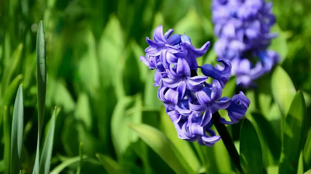 Fioletowe hiacynty kwitnące na zielonym tle. Czy hiacynty zimują w gruncie? Tak, te piękne kwiaty mogą zimować w gruncie.