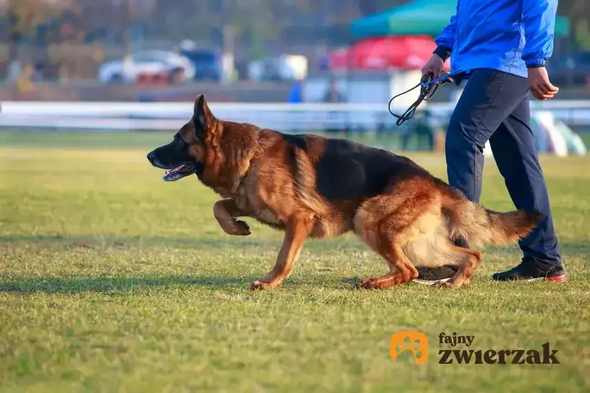 Jak szkolić owczarka niemieckiego? Kompletny przewodnik