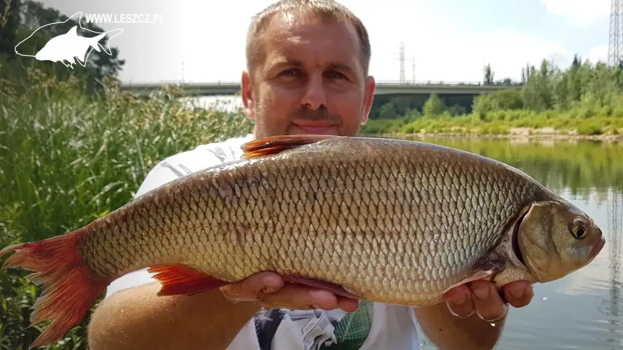 Łowienie karasi na spławik: Sekrety skutecznego połowu