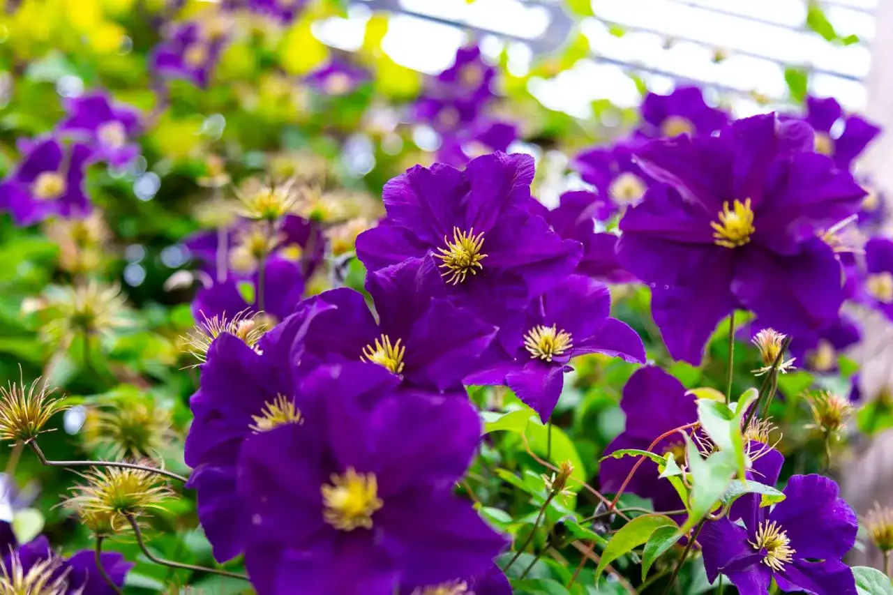 Dlaczego powojnik nie kwitnie? Odkryj przyczyny i rozwiązania