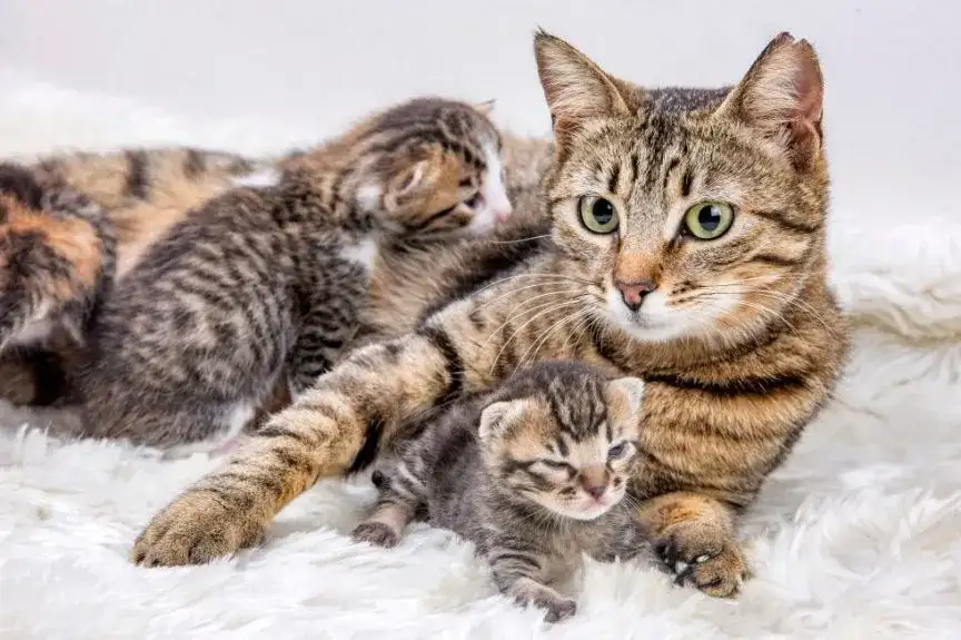 Kotka nie karmi kociąt: Przyczyny i kompletny plan ratunkowy.