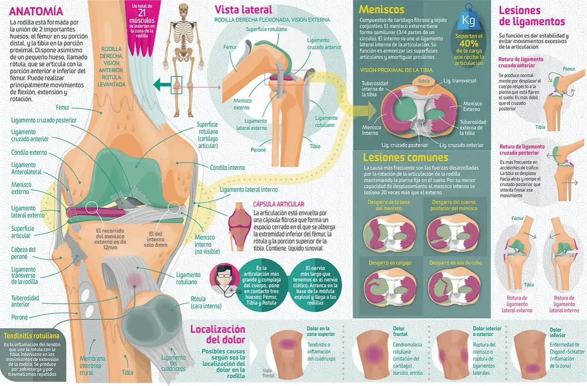 Los músculos de la rodilla: funciones esenciales y su anatomía detallada