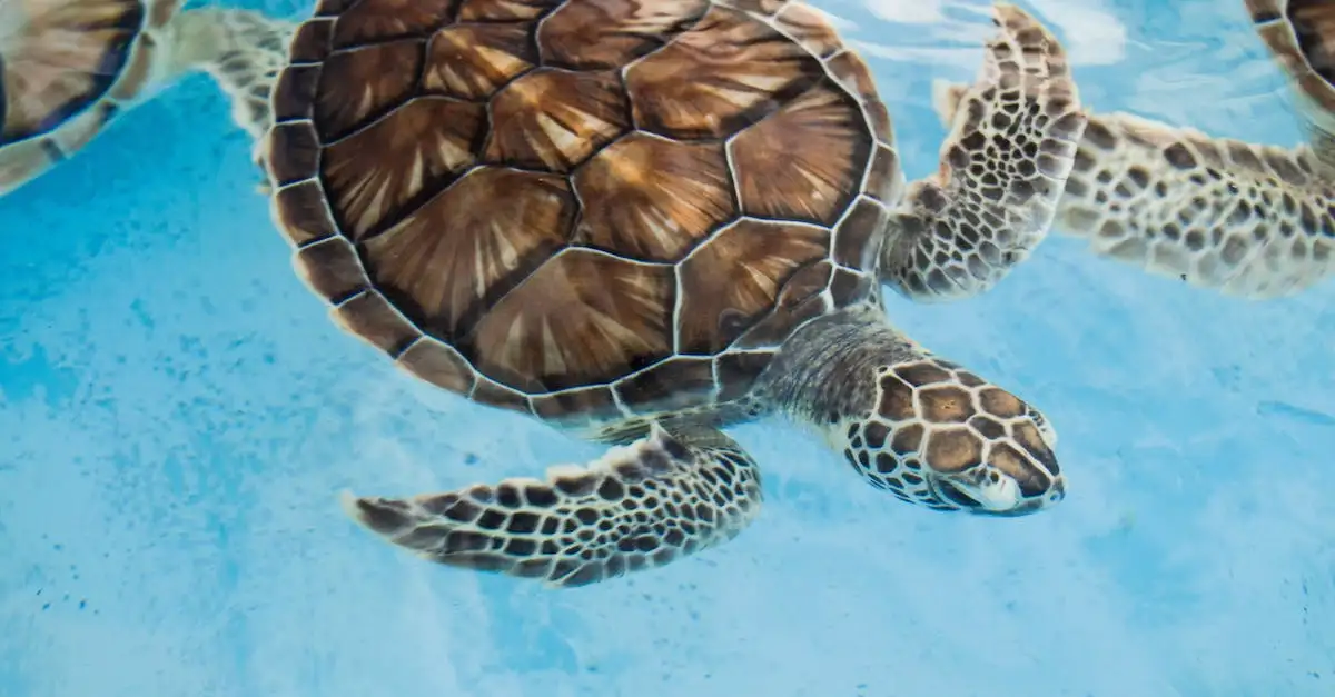 Recenzja Wojownicze Żółwie Ninja: Zmutowany Chaos, jak oceniamy nowy film z 2023 roku?