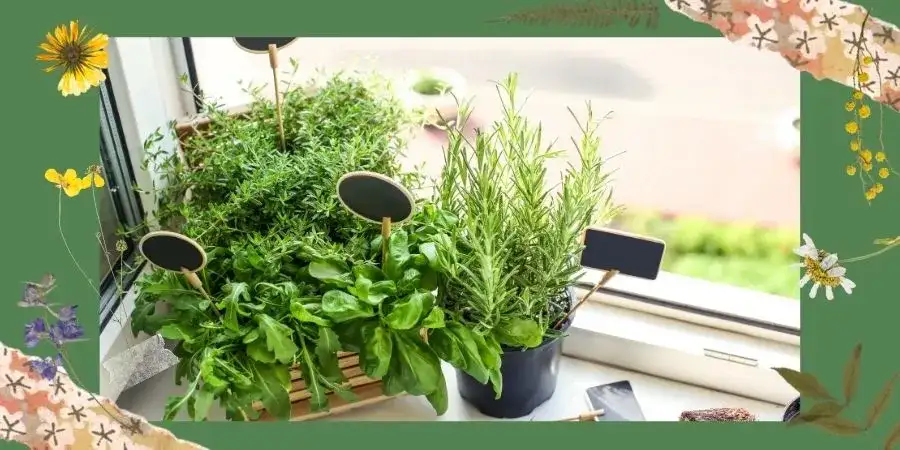 Zioła na parapecie: Prosty sposób na domowy ogródek bez porażek