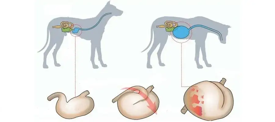 Skręt żołądka u psa: jak skutecznie chronić pupila?