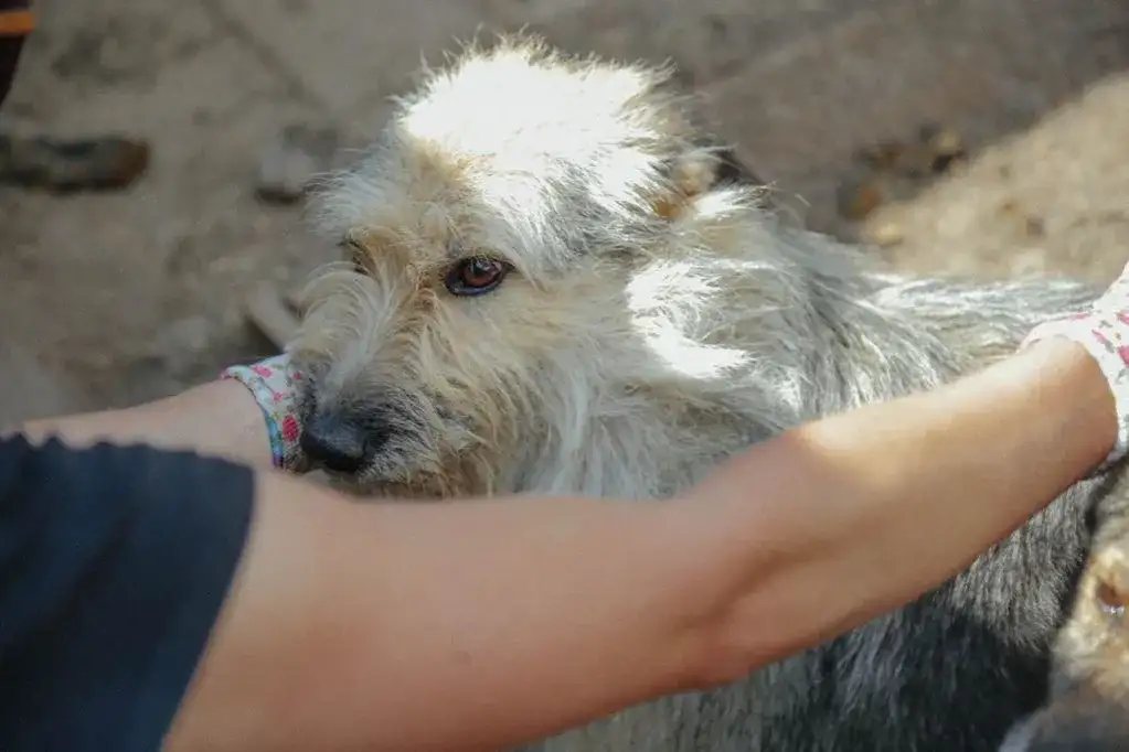 Psy z Ukrainy do adopcji: Twój dom może być ich schronieniem?