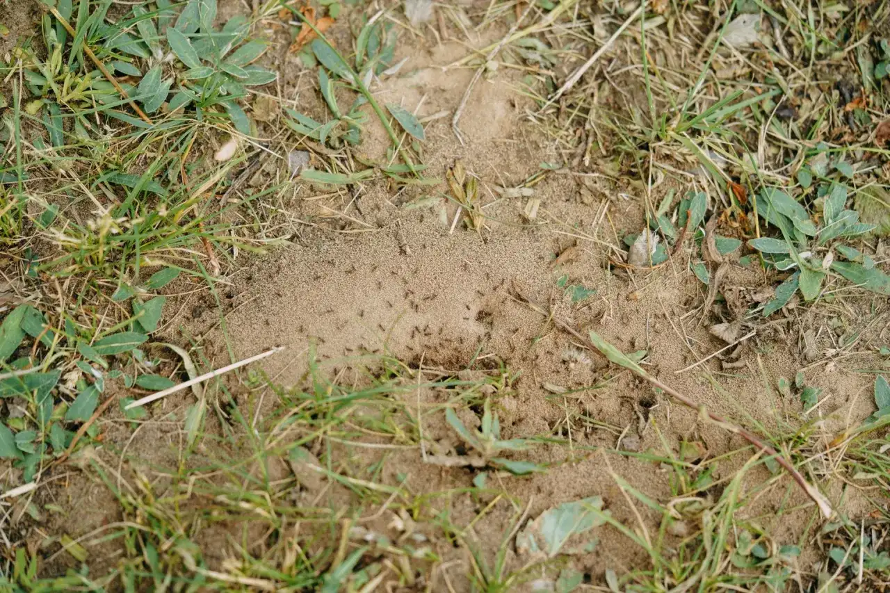 Skuteczne sposoby na pozbycie się mrówek z trawnika bez chemii