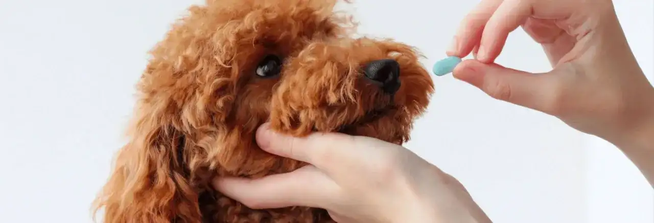 Odrobaczanie szczeniaka: Kiedy, jak często i dlaczego to kluczowe?