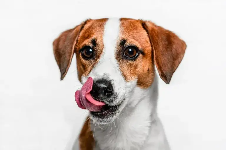 Czy pies może jeść oliwki? Dowiedz się, co musisz wiedzieć!