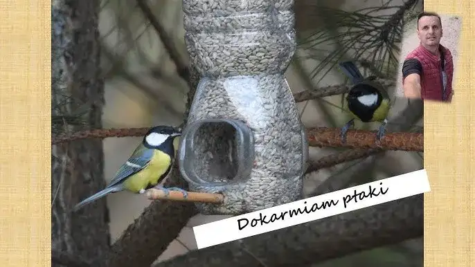 Jak zrobić pułapkę na ptaki z butelki - prosta i skuteczna metoda