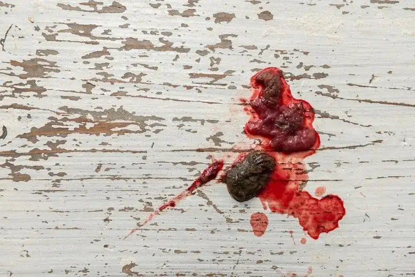 Krew w kale u psa: Co robić, gdy zauważysz krew w stolcu?