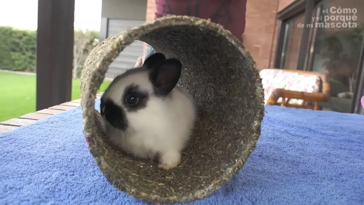 Jaki dźwięk wydaje królik? Rozszyfruj jego mowę ciała!