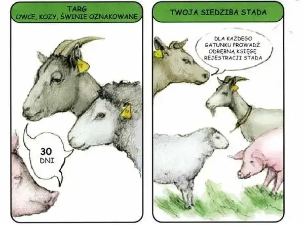 Co znaczy "tłumaczyć jak krowie na granicy"? Rozwiej wątpliwości!