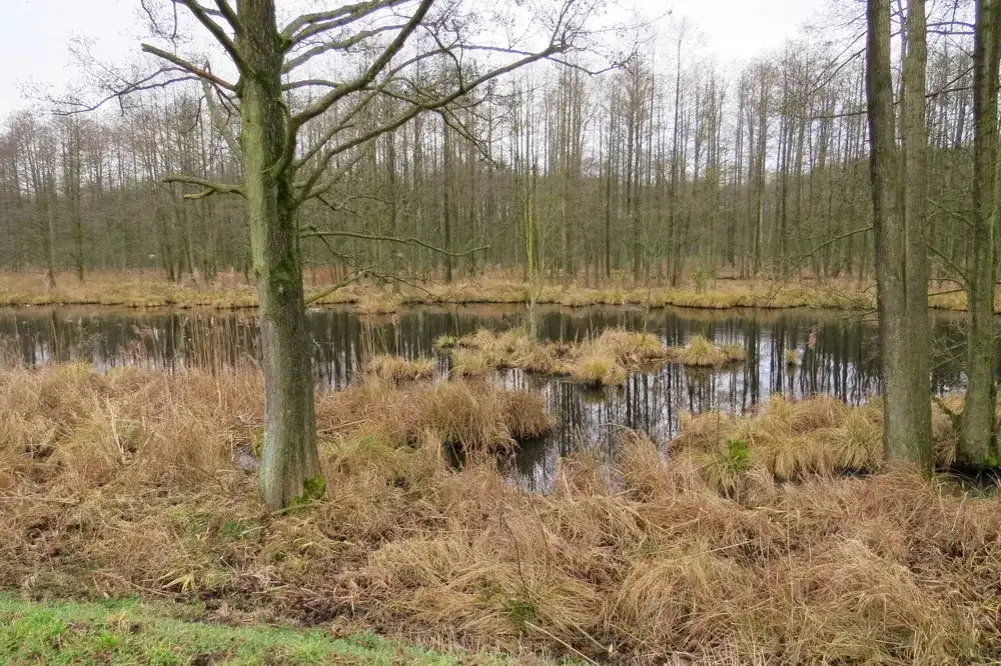 Rezerwaty przyrody Olszanka – odkryj ich unikalne piękno i znaczenie