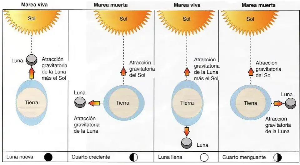 Cómo funcionan las mareas y qué factores las afectan en el mar