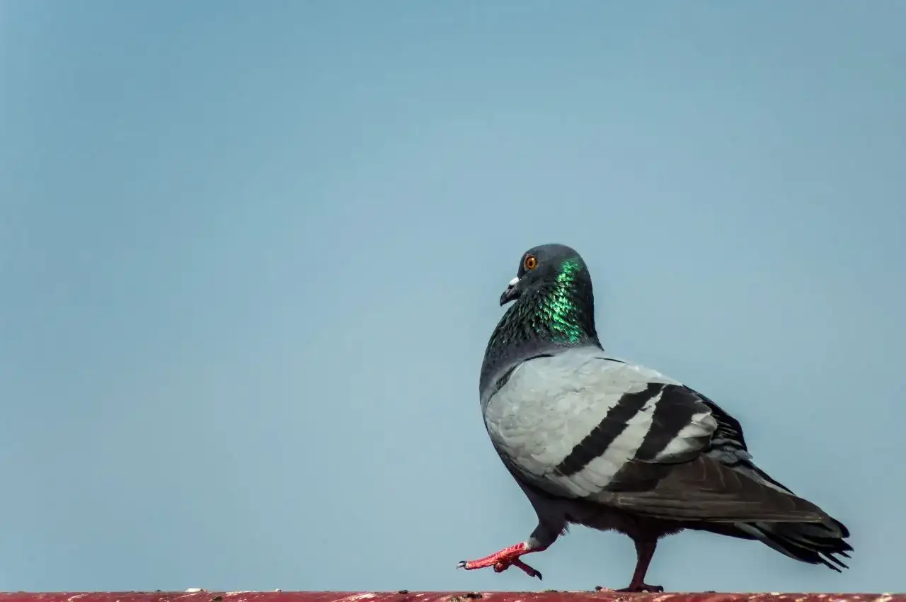 Gdzie zimują dzikie gołębie - poznaj tajemnice ich przetrwania w mieście