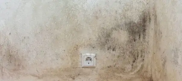 Jak napisać pismo do spółdzielni mieszkaniowej w sprawie grzyba? Sprawdź, co zawrzeć.