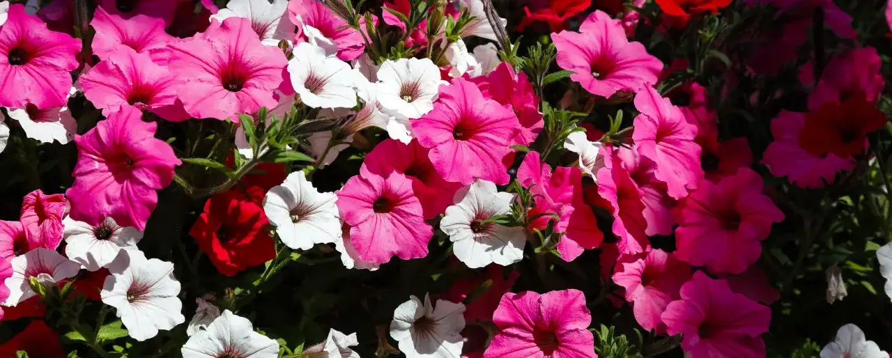 Surfinie kiedy na balkon – uniknij przymrozków i ciesz się kwitnieniem