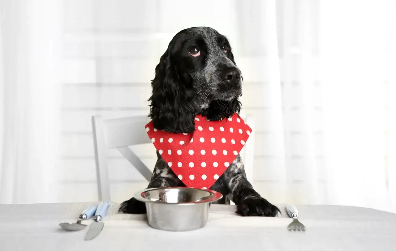 Pies z chorą wątrobą? Jak karmić, by wspierać jego regenerację