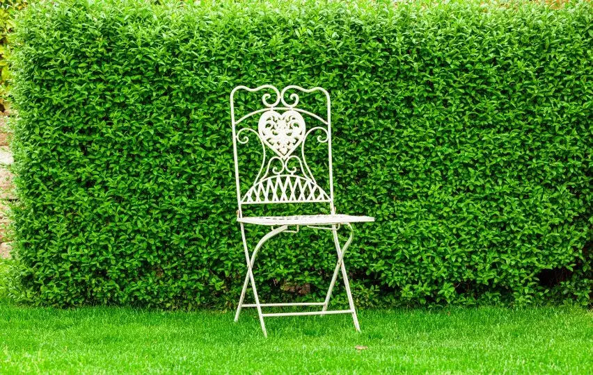 Wysoki i gęsty żywopłot: Poznaj sekrety idealnej zielonej ściany