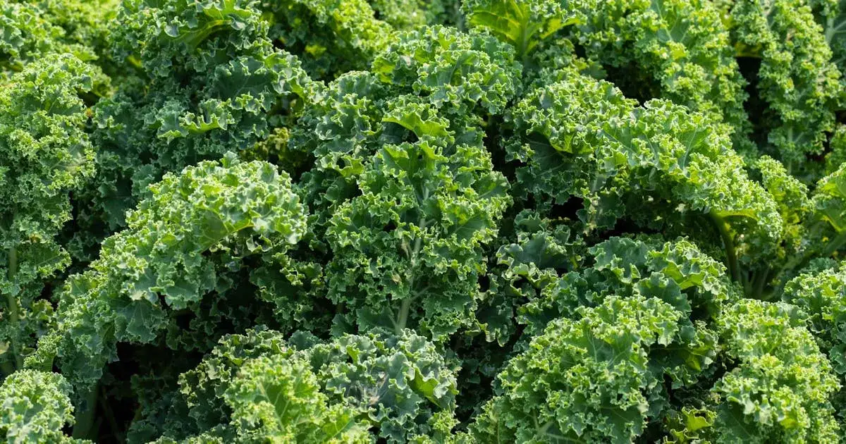 Jak uprawiać jarmuż w doniczce - proste błędy, których unikniesz