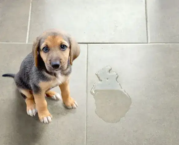 Jak długo szczeniak sika w domu – poznaj kluczowe informacje i porady