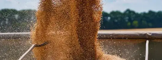 Jak gazować zboże, aby skutecznie zwalczyć szkodniki i zapewnić bezpieczeństwo