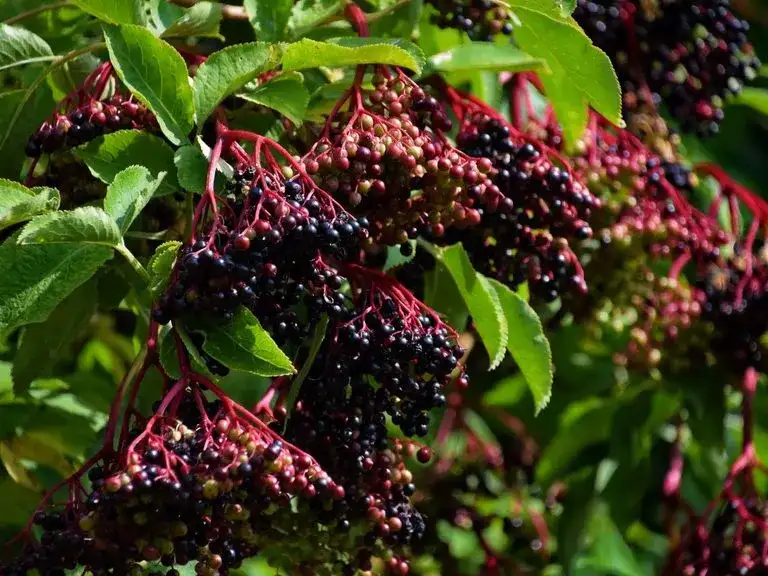 Kiedy zbieramy czarny bez na sok – uniknij trujących owoców