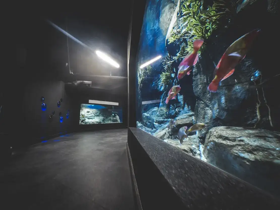 Gdynia atrakcje oceanarium – odkryj fascynujące morskie ekosystemy