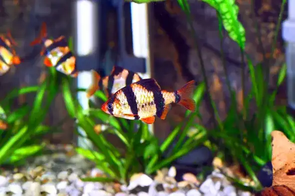 Jak barwa światła do akwarium wpływa na zdrowie ryb i roślin