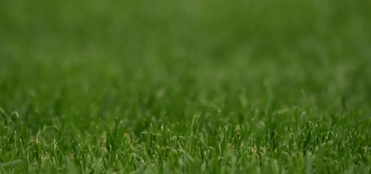  Zakładanie trawnika cena za m2. Ile kosztuje założenie trawnika?
