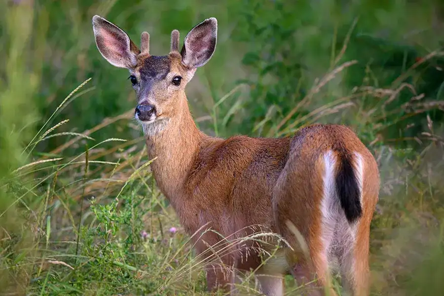Bezpieczna dziczyzna dla dzieci: Zagrożenia, które musisz znać